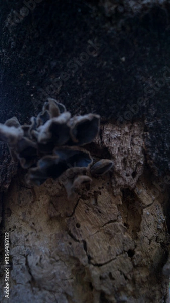 Fototapeta A photograph of a fungus or mushroom on a bark of a tree. Taken during the day in Las Piñas, Metro Manila, Philippines.