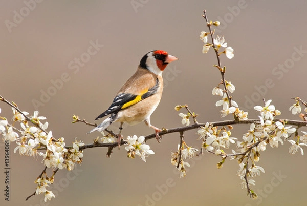 Obraz Goldfinch
