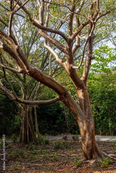 Fototapeta tree in the forest