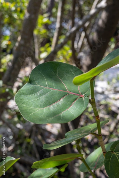 Obraz green leaves on a tree