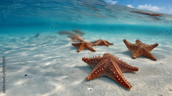 Fototapeta Group of Starfish on Clean Sandy Ocean Floor with Open Top Area