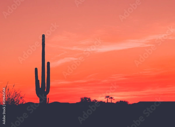 Obraz Jasne pomarańczowe pustynne zachód słońca z kaktusem saguaro w sylwetce
