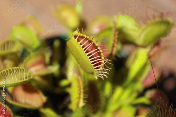 Obraz venus fly trap