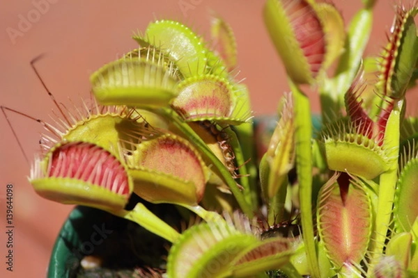 Obraz venus fly trap