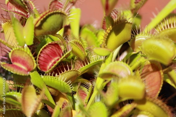 Obraz venus fly trap