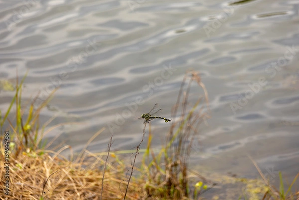 Fototapeta 水辺のウチワヤンマ