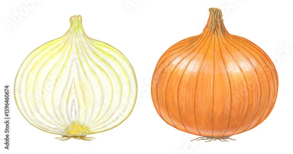 Obraz タマネギのイラスト - 断面