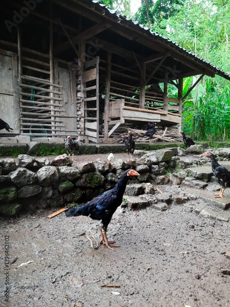 Fototapeta A calm chicken captured up close while lounging outside its coop. A glimpse into the simple, serene life of farm animals