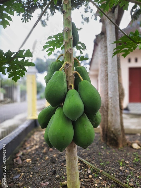 Fototapeta A lush papaya tree heavily laden with a generous amount of fruit