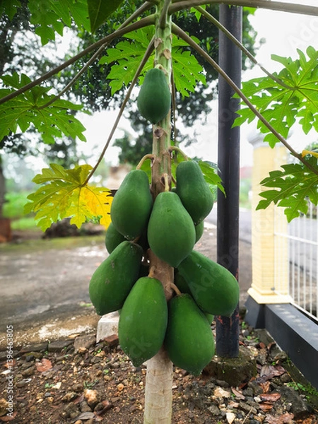 Fototapeta A lush papaya tree heavily laden with a generous amount of fruit