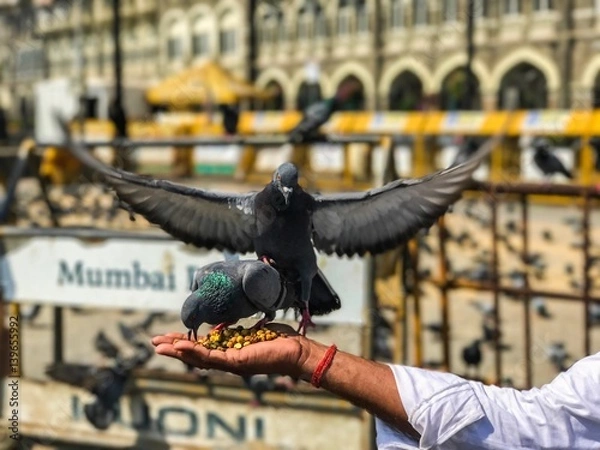 Obraz Beautiful view of pigeons eating 