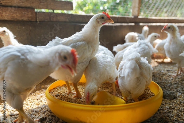 Obraz Group of healthy broiler chicken in poultry