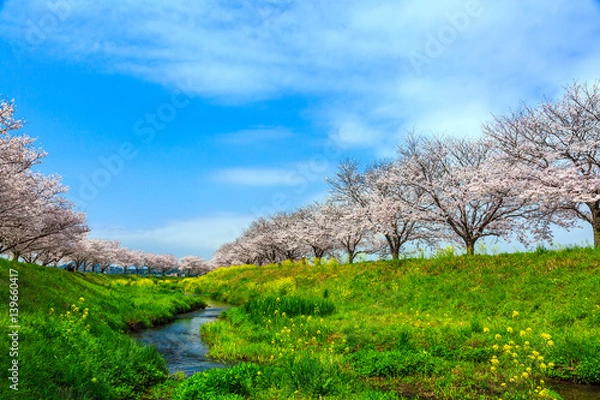 Fototapeta 桜並木