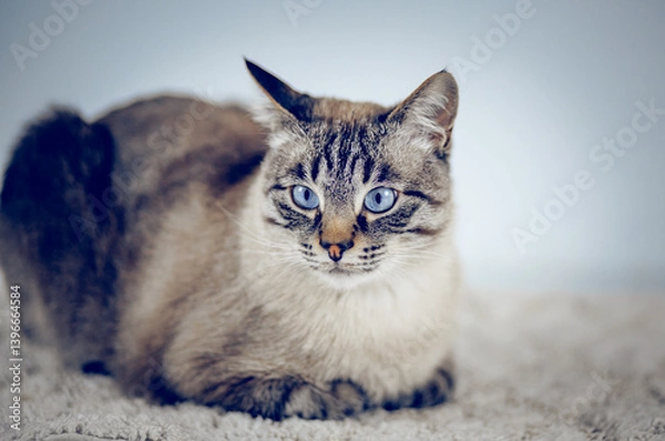 Obraz Thai purebred cat lies on a white carpet.
