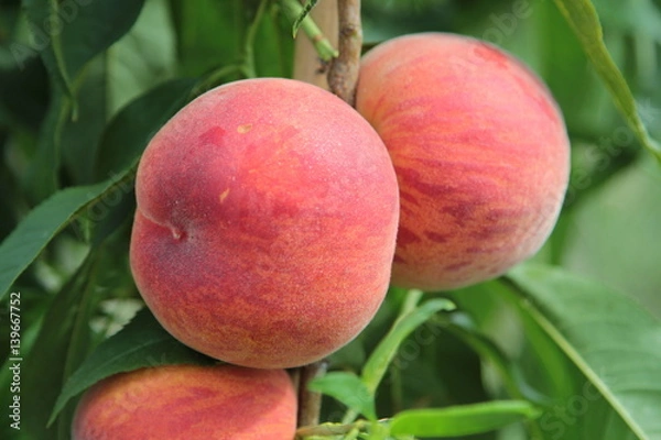 Obraz Prunus persica Suncrest