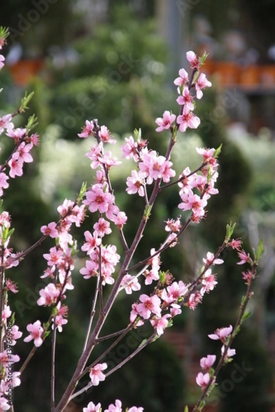 Obraz Pfirsich Blüte