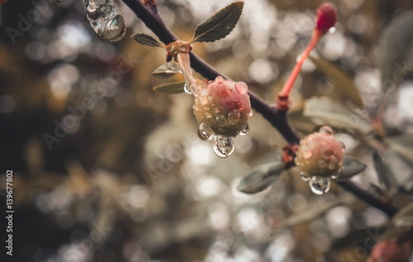 Fototapeta cherries on a tree with water drops