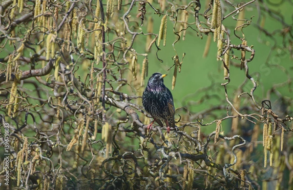 Obraz a starling in the hazelnut bush
