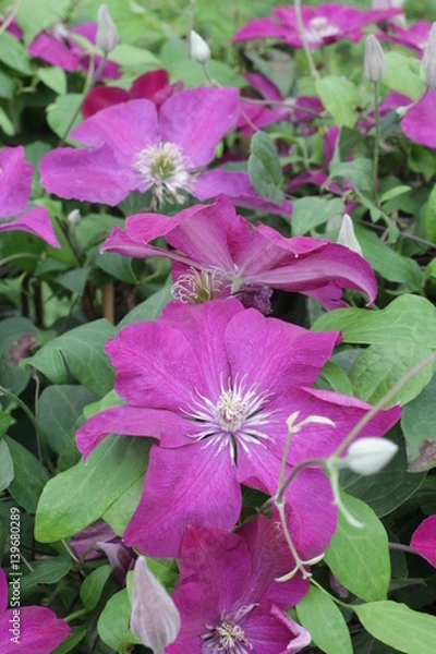 Obraz Clematis Ernest Markham 