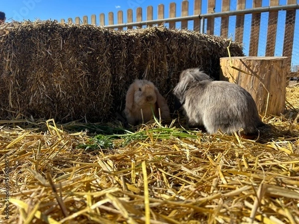 Obraz Cute bunny exploring straw-covered ground on a farm, natural rural environment with warm daylight and peaceful atmosphere