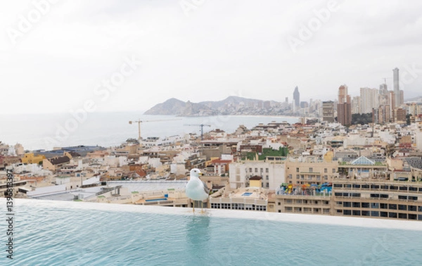 Fototapeta Photo of a white seagull bird sitting on the side of a swimming pool on a roof top with the Spanish town of Benidorm in the background on a hot but cloudy day