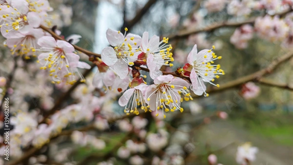 Fototapeta Flowers and buds on tree branches. Spring blossoming of apricots and cherries.