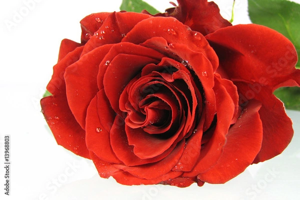 Fototapeta Rote Rose