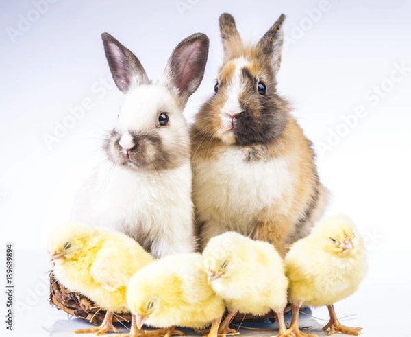 Obraz Easter chicken and rabbit on the white background
