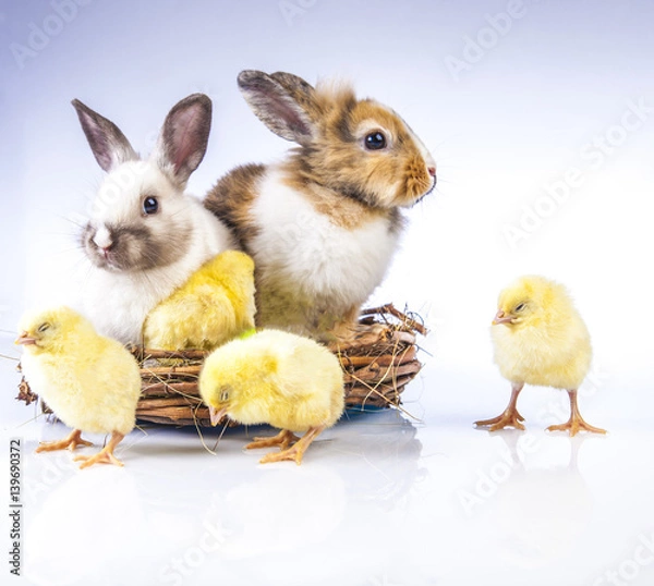 Obraz Easter chicken and rabbit on the white background
