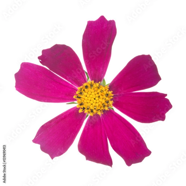 Fototapeta dark pink with yellow center isolated bloom