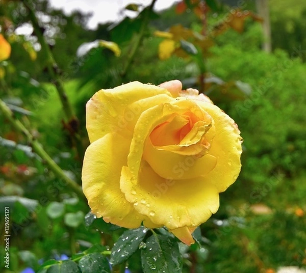 Obraz the yellow rose