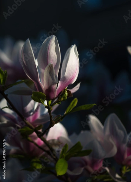 Fototapeta Spring blosoom colorful flower outdoor
