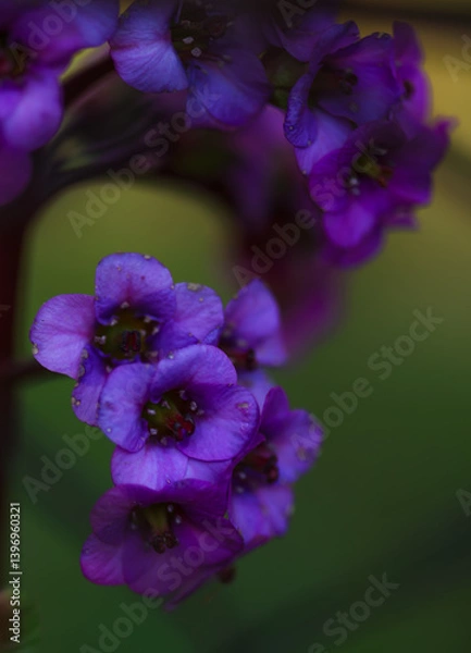 Fototapeta Spring blosoom colorful flower outdoor