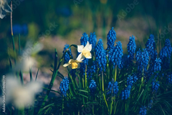 Fototapeta Spring blosoom colorful flower outdoor