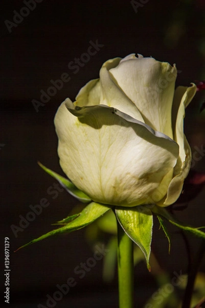 Fototapeta A delicate cream-colored rose in partial bloom, bathed in warm sunlight against a dark, blurred background. The soft petals and green sepals create a striking contrast, evoking beauty and elegance