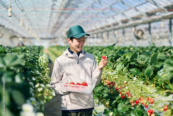 Obraz ビニールハウスで収穫作業をするいちご農家の男性