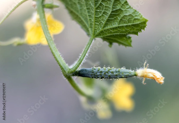 Obraz Cucumber on the branch