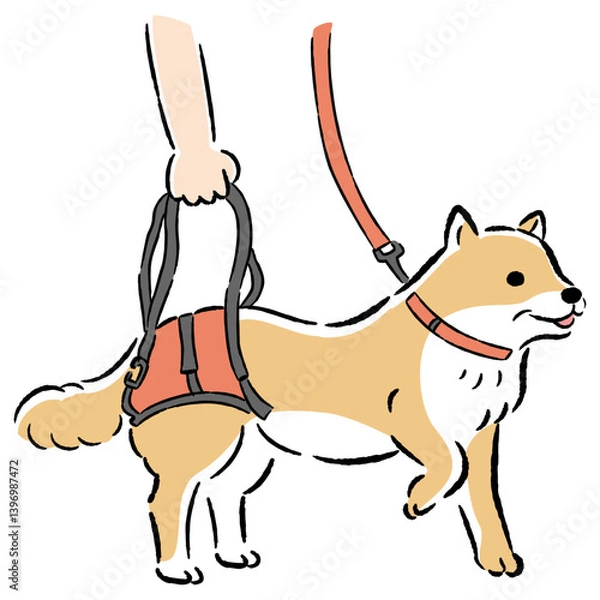 Obraz ウォーキングベルトを使うシニア犬の手描きイラスト