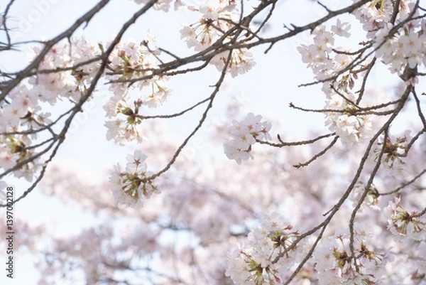 Fototapeta 桜の木