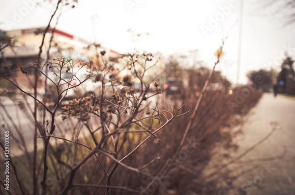 Obraz Krzak przy ulicy