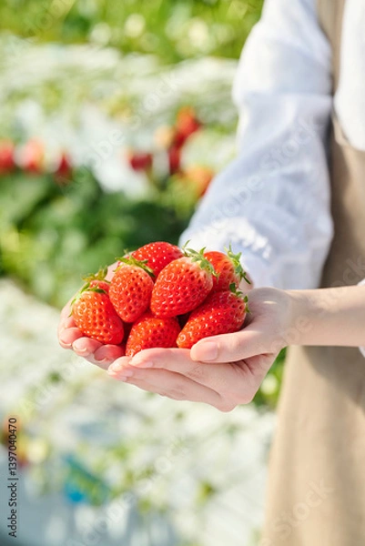 Obraz ビニールハウスにいる女性の手のひらに乗る新鮮ないちご
