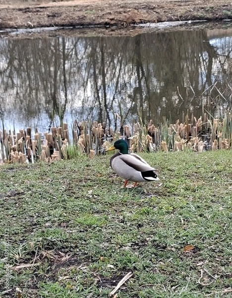 Obraz ducks in the grass