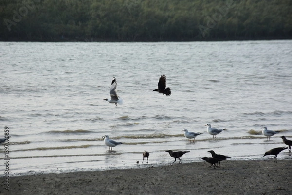Fototapeta Several birds gather at a scenic riverside. Seagulls glide over the calm water and swim near the shore, while crows perch on the sandy bank, surrounded by lush greenery in the background.