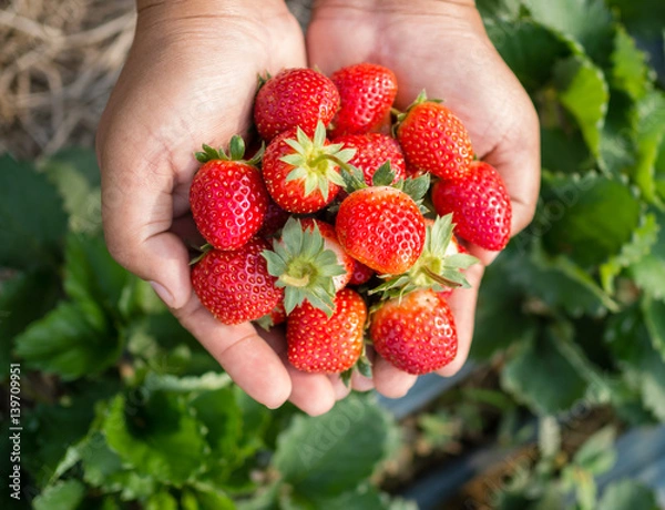 Obraz strawberry in hand