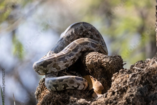 Fototapeta Rock Python (Python sebae) taking sunbath on tree.