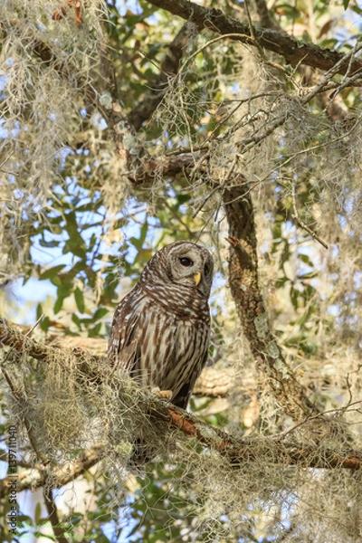 Obraz BARRED OWL