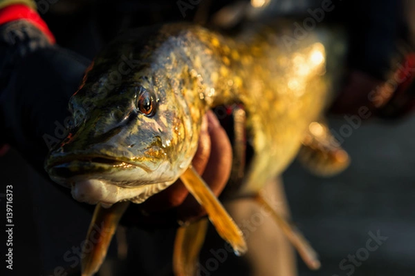 Fototapeta A fisherman holds a pike fish Close-up of fish pike