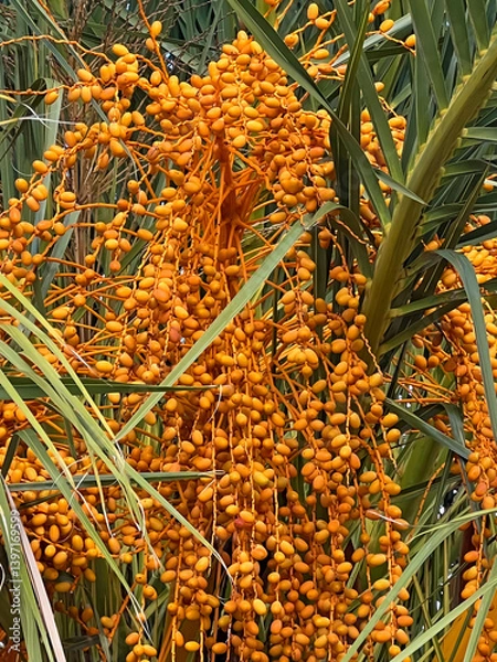 Obraz Date palm fruits in Sochi