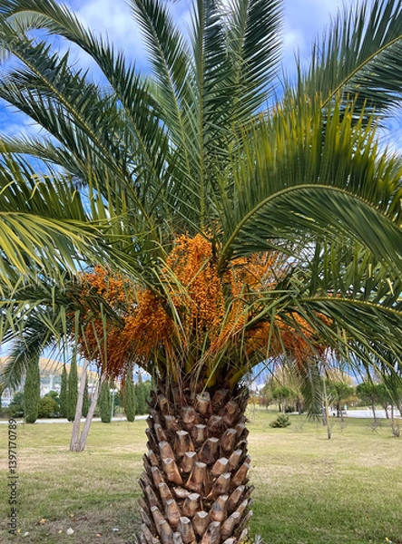 Fototapeta Date palm fruits in Sochi