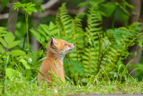 Obraz 初夏の道東生まれて間もないキタキツネの子供